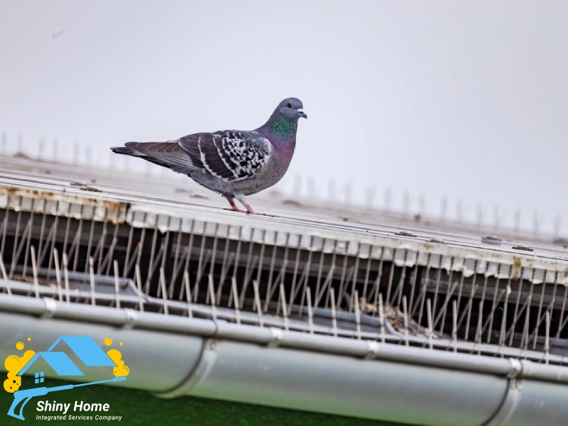تركيب طارد الحمام بالرياض – الحل الأمثل للتخلص من إزعاج الطيور نهائياً - شايني هوم shiny home